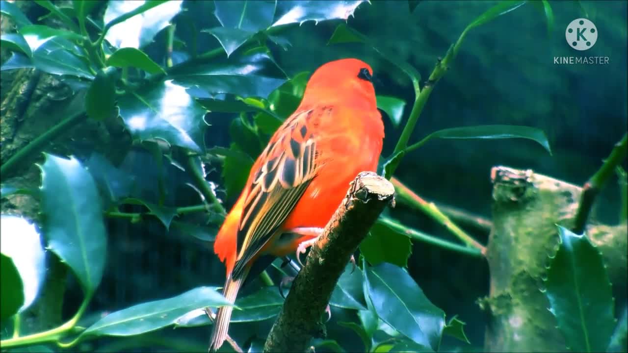 The Most Beautiful Birds Collection |birds life 🐦🐦🐦