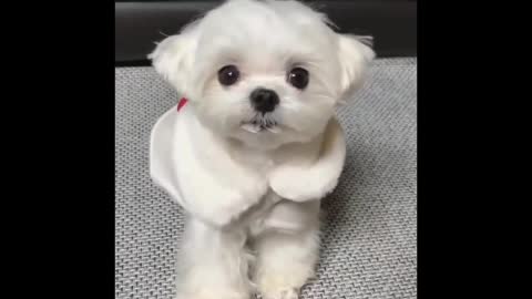 cutest and funny dogs compilation -baby dog -animal 4