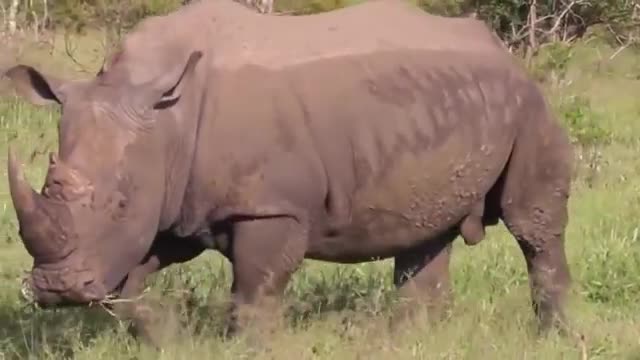 Wellcome The Biggest Rhinoceranto de animais Di savage Animals wild