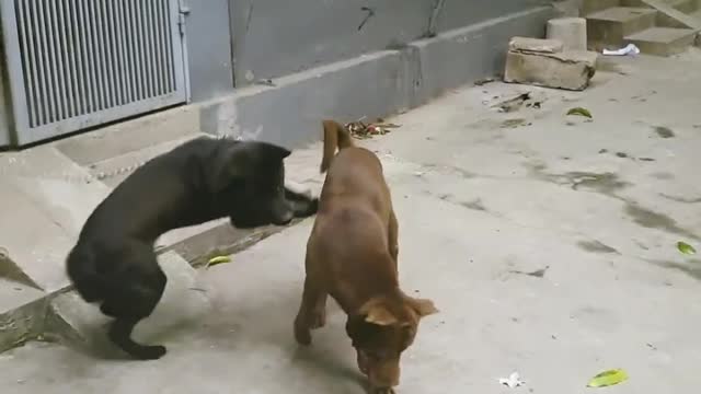 Pitbull vs my dog 2020