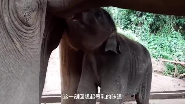 baby elephant