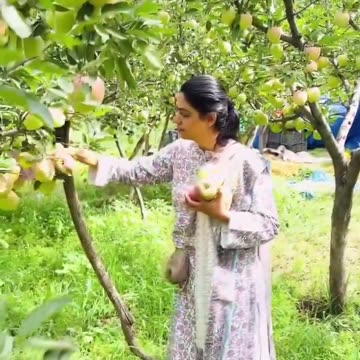 Apple Orchard in Jammu and Kashmir, India