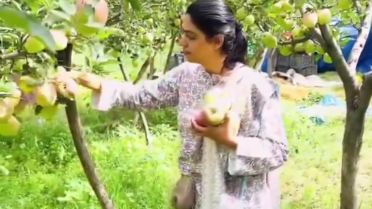 Apple Orchard in Jammu and Kashmir, India