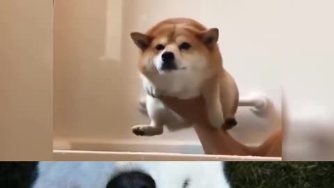 Animais Fofos e Engraçados