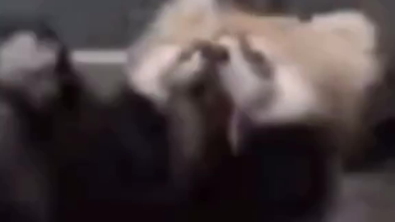 just a red panda being scared $hitless #memes