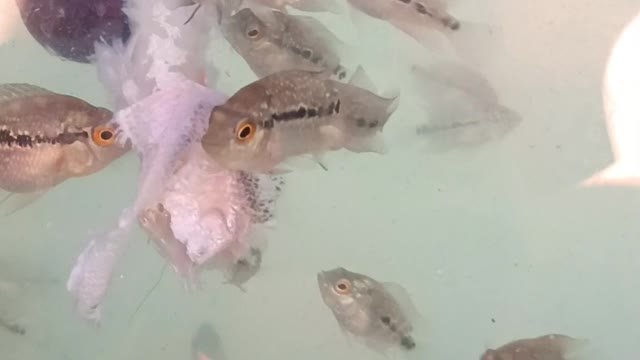 Baby Fish