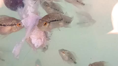 Baby Fish