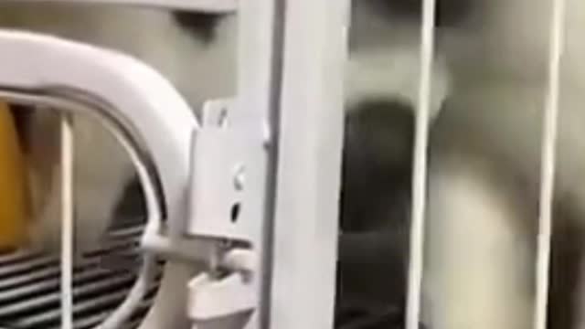 Funny Cat Trying to Escape from His Cage