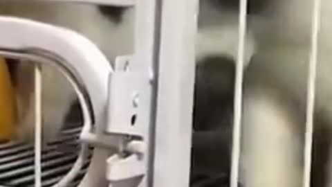 Funny Cat Trying to Escape from His Cage