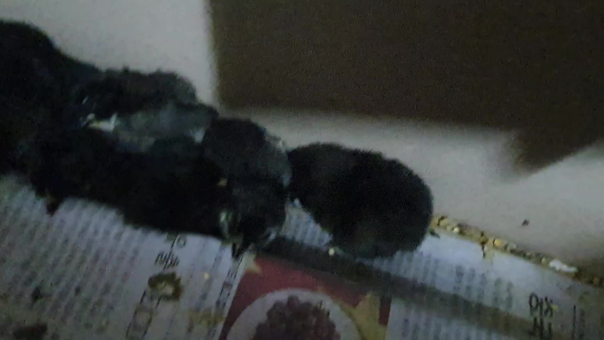 This is the second baby chick