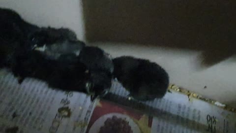 This is the second baby chick 