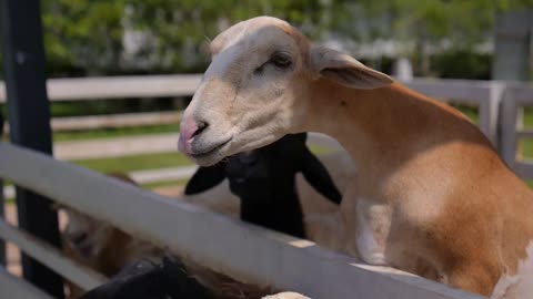 Feeding Innocent Sheeps from Bottle with Milk. Closeup