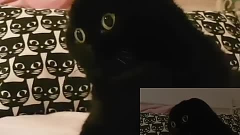 The cat is so black