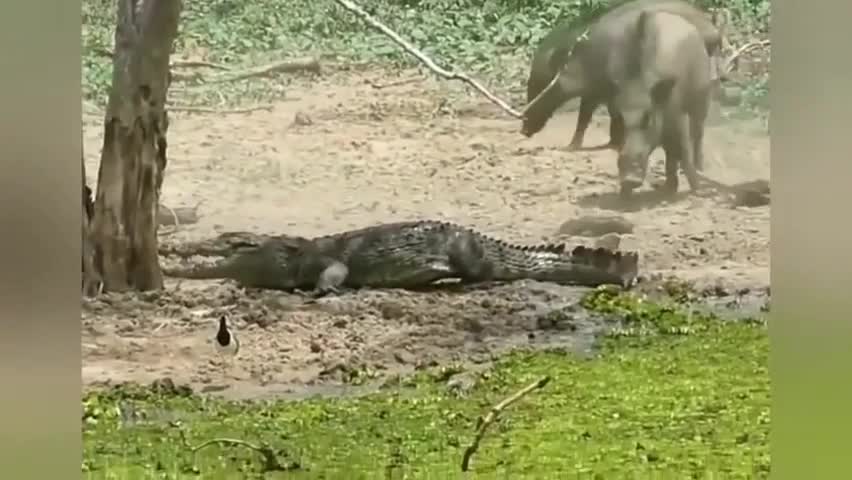 Deadliest Crocodile Attack On Cam!