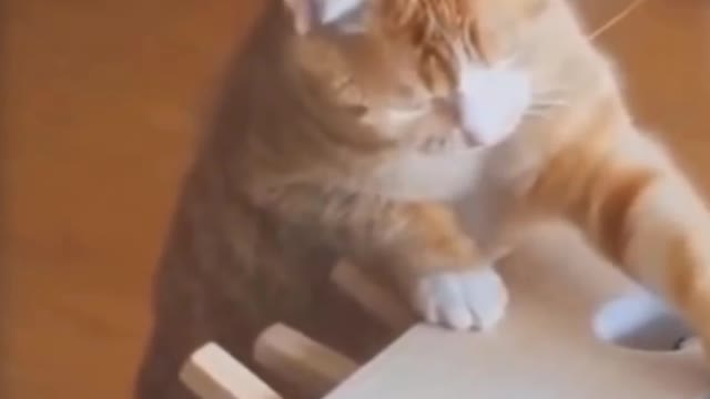 Cute And Funny Pets | animals doing funny things | Try Not To Laugh To These Pets Compilation