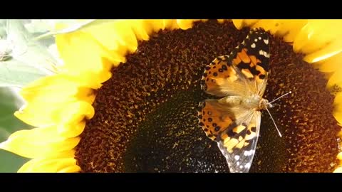 Beautiful Butterflies Videos with Calm Music