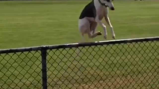 Funny Dogs Jumping & Leaping - Some Fails