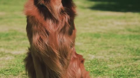 Retriever Dog is Sitting on the Grass in the Park