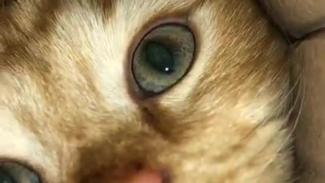 Funny animal clip cat trying to reach camera