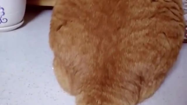 In order to make you no longer lonely, cats are to make your loneliness more refined