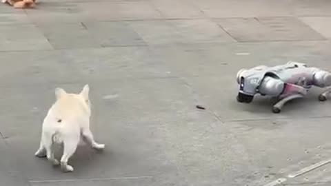 Dog vs robot