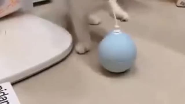 CAT IN THE AREA A LOT OF CUTENESS