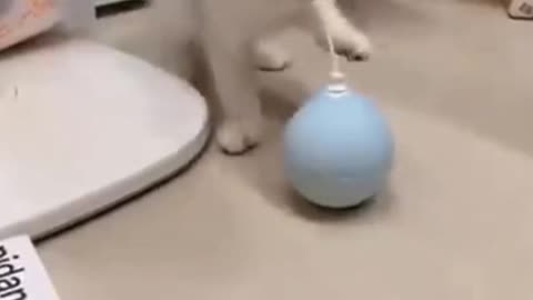 CAT IN THE AREA A LOT OF CUTENESS