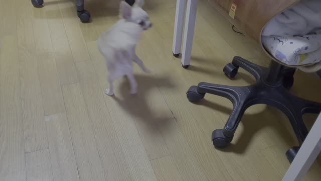 a dog spinning round and round