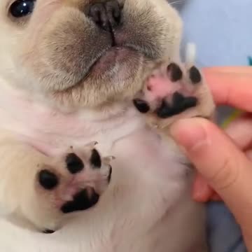 Newborn puppy making cute squeaky sounds