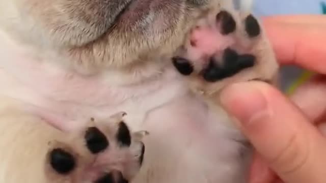 Newborn puppy making cute squeaky sounds