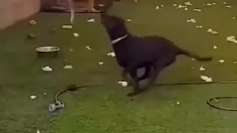 Funny animals
