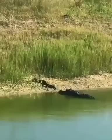 When alligators attack