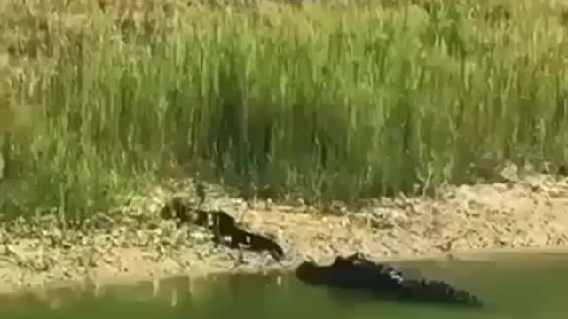 When alligators attack