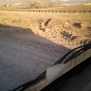 Foxes play near the road