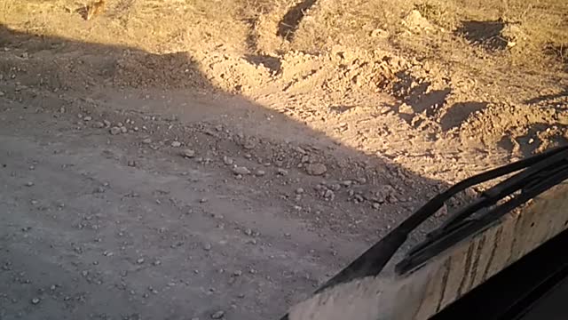 Foxes play near the road