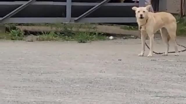 한국 시골 강아지(Korean countryside puppy)