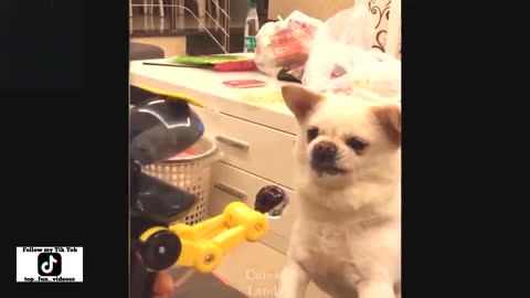 TOP FUNNY PET FAILS AND SCARES compilation #55