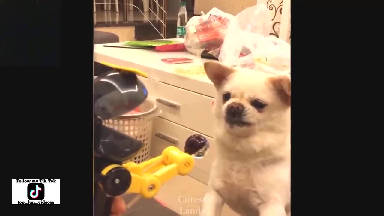 TOP FUNNY PET FAILS AND SCARES compilation #55
