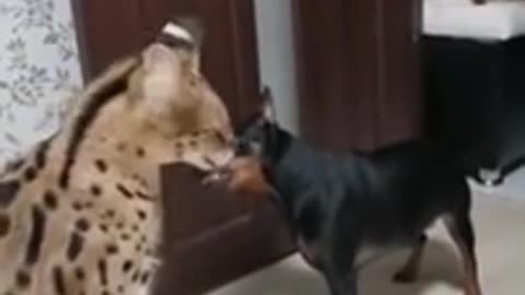 Dog vs cheetah