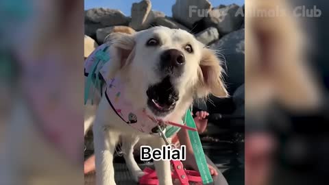 😂 - Funniest Cats And Dogs Videos 😺😍