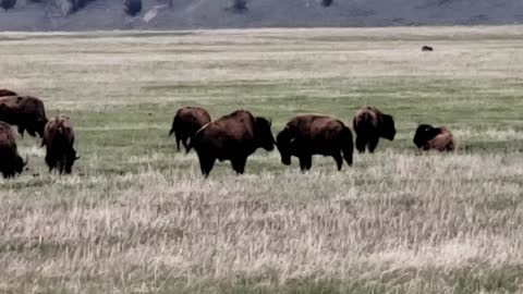 Buffalo Herd, Yellowstone National Park