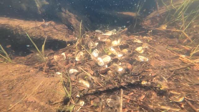 Freshwater Mussels