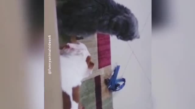 BRAVE CAT STANDS AGAINST THE BIG DOG