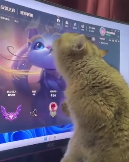 Funny Cat for too much TV