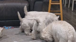 Westie tug of war