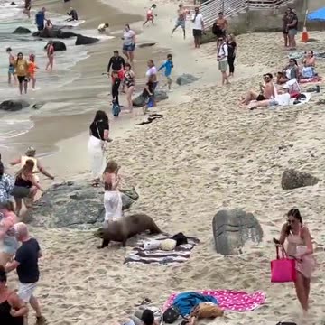 Terrifying moment sea lions charge beachgoers in California