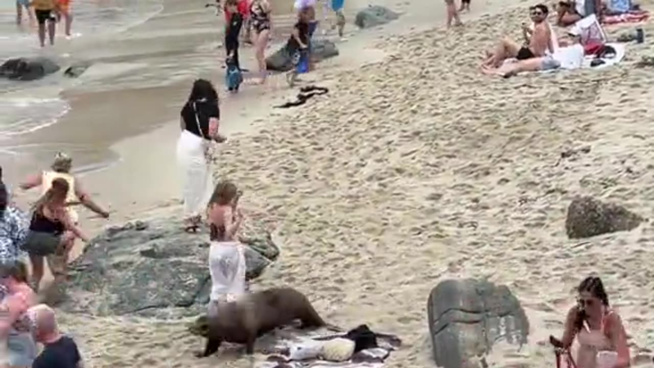 Terrifying moment sea lions charge beachgoers in California