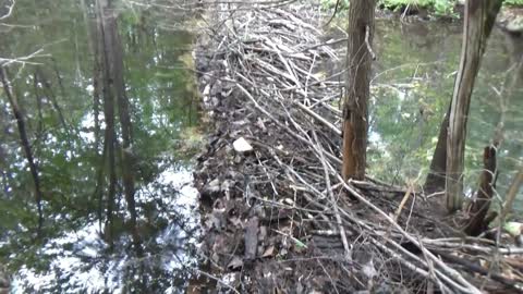 Beaver Dam