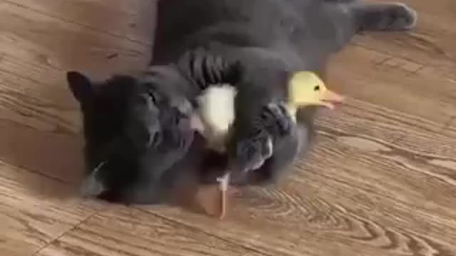 friendship between cats and ducklings