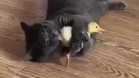 friendship between cats and ducklings